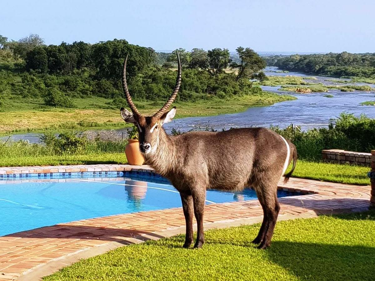 Vila Kruger View Tree House Marloth Park Exteriér fotografie