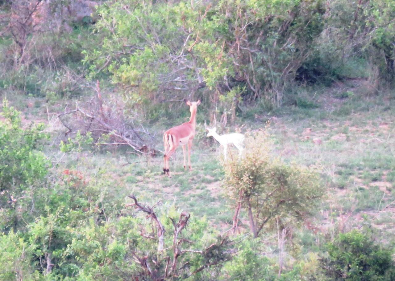 Vila Kruger View Tree House Marloth Park Exteriér fotografie